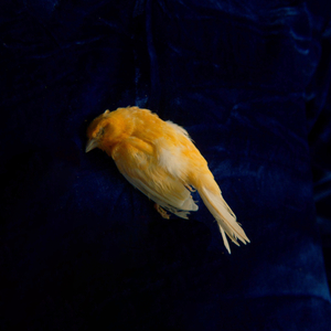 成人免费三级片
